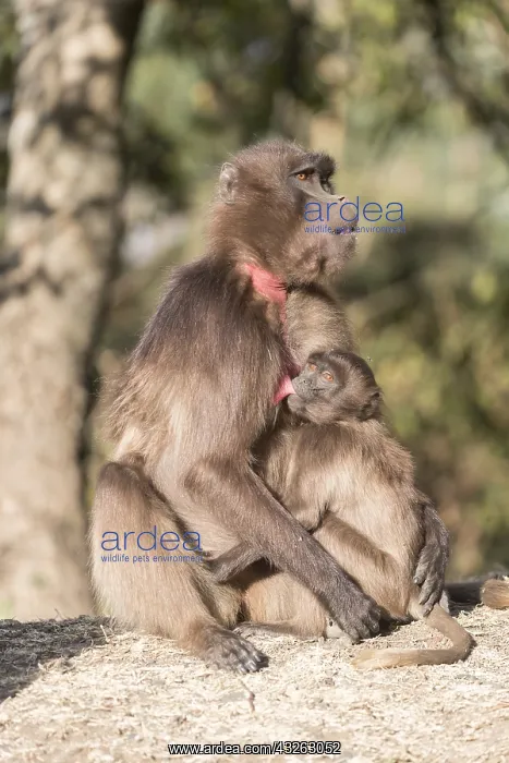: Afrique, Ethiopie, Valle du Rift, Debre Libanos : Afrique, Ethiopie, Valle du Rift, Debre Libanos