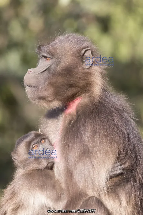 : Afrique, Ethiopie, Valle du Rift, Debre Libanos : Afrique, Ethiopie, Valle du Rift, Debre Libanos