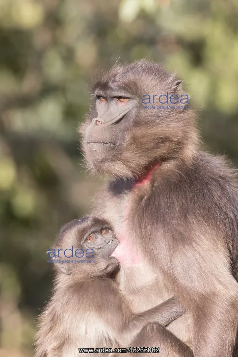 : Afrique, Ethiopie, Valle du Rift, Debre Libanos : Afrique, Ethiopie, Valle du Rift, Debre Libanos