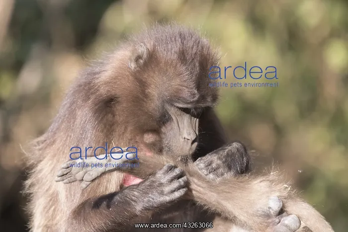 : Afrique, Ethiopie, Valle du Rift, Debre Libanos : Afrique, Ethiopie, Valle du Rift, Debre Libanos