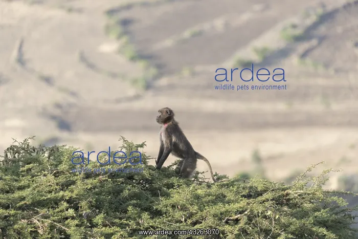 : Afrique, Ethiopie, Valle du Rift, Debre Libanos : Afrique, Ethiopie, Valle du Rift, Debre Libanos