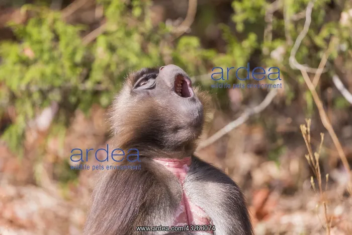 : Afrique, Ethiopie, Valle du Rift, Debre Libanos : Afrique, Ethiopie, Valle du Rift, Debre Libanos