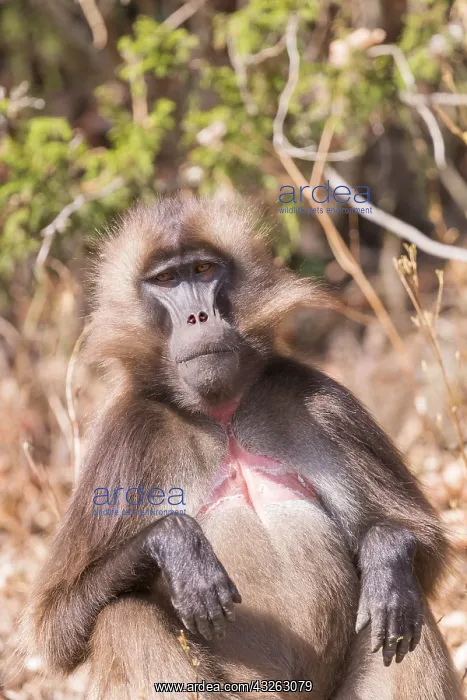 : Afrique, Ethiopie, Valle du Rift, Debre Libanos : Afrique, Ethiopie, Valle du Rift, Debre Libanos