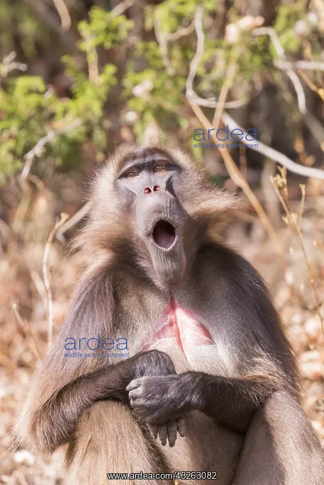 : Afrique, Ethiopie, Valle du Rift, Debre Libanos : Afrique, Ethiopie, Valle du Rift, Debre Libanos