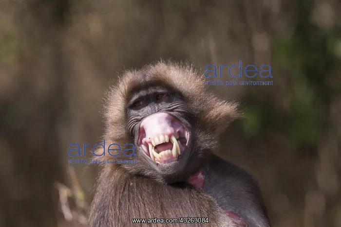 : Afrique, Ethiopie, Valle du Rift, Debre Libanos : Afrique, Ethiopie, Valle du Rift, Debre Libanos