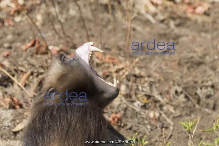 : Afrique, Ethiopie, Valle du Rift, Debre Libanos : Afrique, Ethiopie, Valle du Rift, Debre Libanos