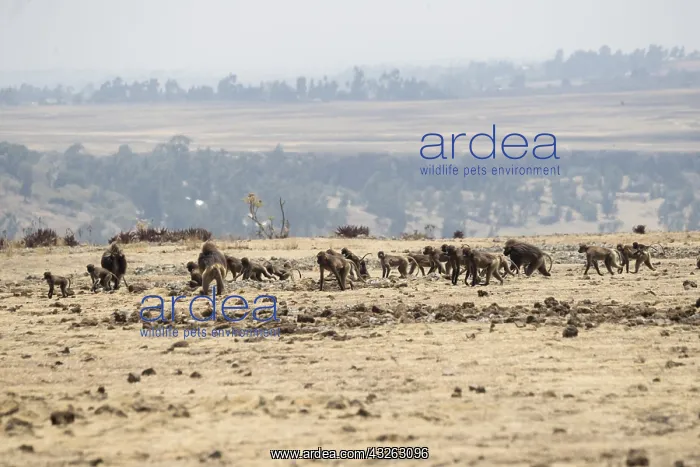 : Afrique, Ethiopie, Valle du Rift, Debre Libanos : Afrique, Ethiopie, Valle du Rift, Debre Libanos