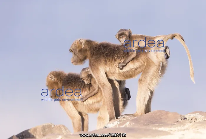: Afrique, Ethiopie, Valle du Rift, Debre Libanos : Afrique, Ethiopie, Valle du Rift, Debre Libanos