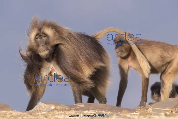 : Afrique, Ethiopie, Valle du Rift, Debre Libanos : Afrique, Ethiopie, Valle du Rift, Debre Libanos