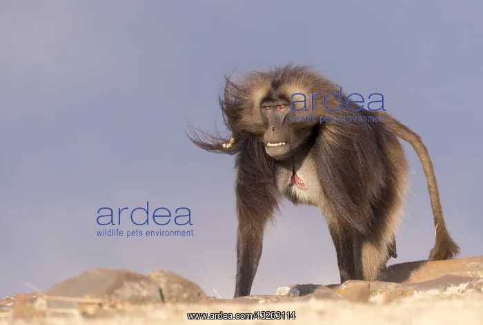 : Afrique, Ethiopie, Valle du Rift, Debre Libanos : Afrique, Ethiopie, Valle du Rift, Debre Libanos