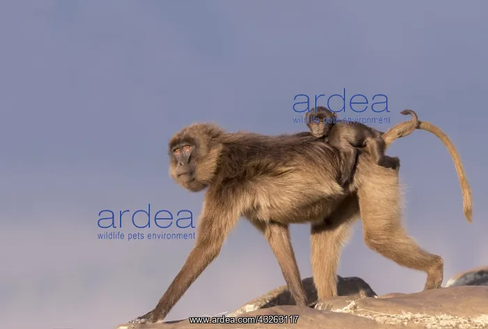 : Afrique, Ethiopie, Valle du Rift, Debre Libanos : Afrique, Ethiopie, Valle du Rift, Debre Libanos