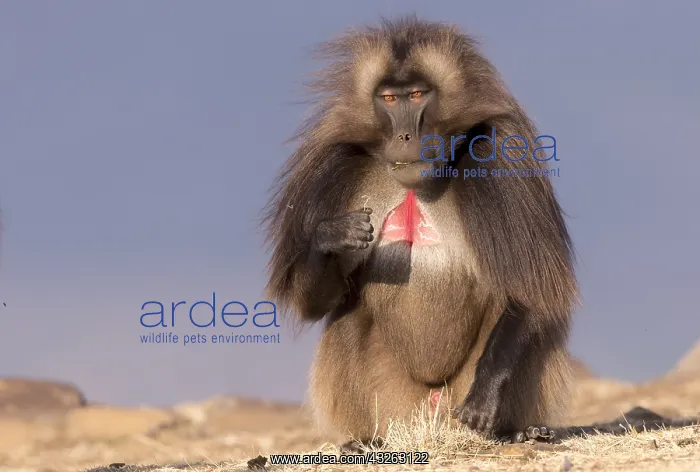 : Afrique, Ethiopie, Valle du Rift, Debre Libanos : Afrique, Ethiopie, Valle du Rift, Debre Libanos