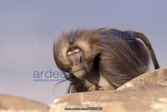  : Afrique, Ethiopie, Valle du Rift, Debre Libanos