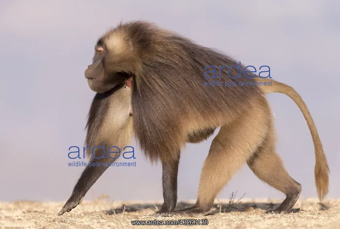 : Afrique, Ethiopie, Valle du Rift, Debre Libanos : Afrique, Ethiopie, Valle du Rift, Debre Libanos
