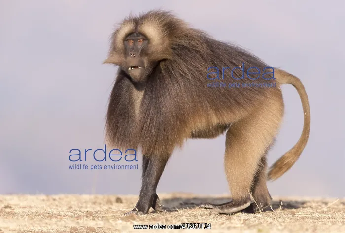 : Afrique, Ethiopie, Valle du Rift, Debre Libanos : Afrique, Ethiopie, Valle du Rift, Debre Libanos