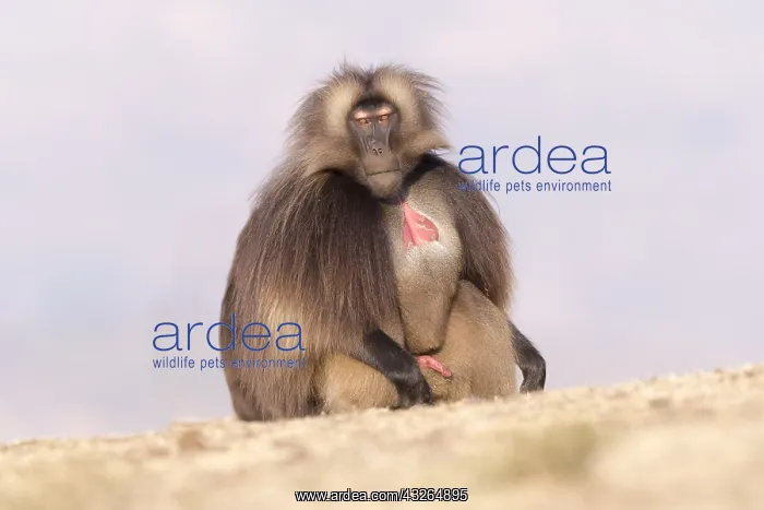  : Afrique, Ethiopie, Valle du Rift, Debre Libanos