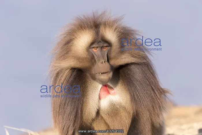 : Afrique, Ethiopie, Valle du Rift, Debre Libanos : Afrique, Ethiopie, Valle du Rift, Debre Libanos