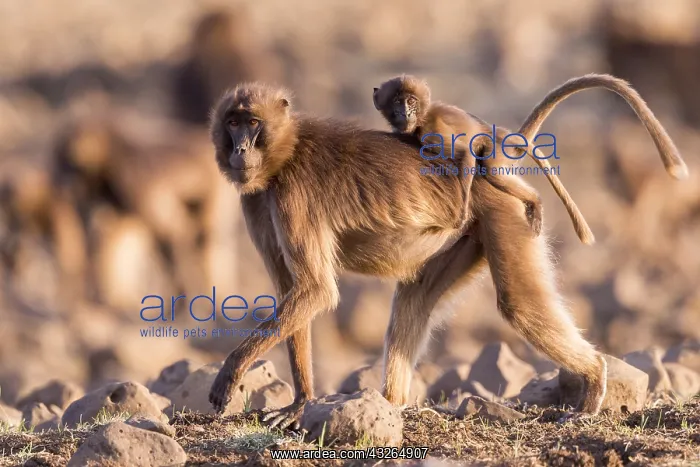 : Afrique, Ethiopie, Valle du Rift, Debre Libanos : Afrique, Ethiopie, Valle du Rift, Debre Libanos