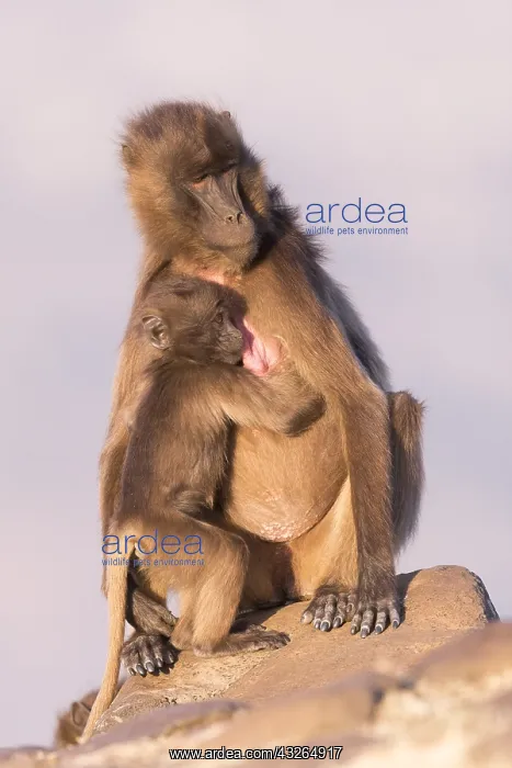: Afrique, Ethiopie, Valle du Rift, Debre Libanos : Afrique, Ethiopie, Valle du Rift, Debre Libanos