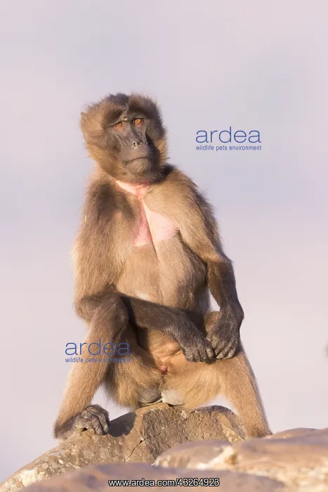 : Afrique, Ethiopie, Valle du Rift, Debre Libanos : Afrique, Ethiopie, Valle du Rift, Debre Libanos