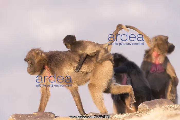 : Afrique, Ethiopie, Valle du Rift, Debre Libanos : Afrique, Ethiopie, Valle du Rift, Debre Libanos
