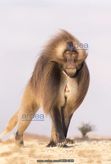 : Afrique, Ethiopie, Valle du Rift, Debre Libanos : Afrique, Ethiopie, Valle du Rift, Debre Libanos