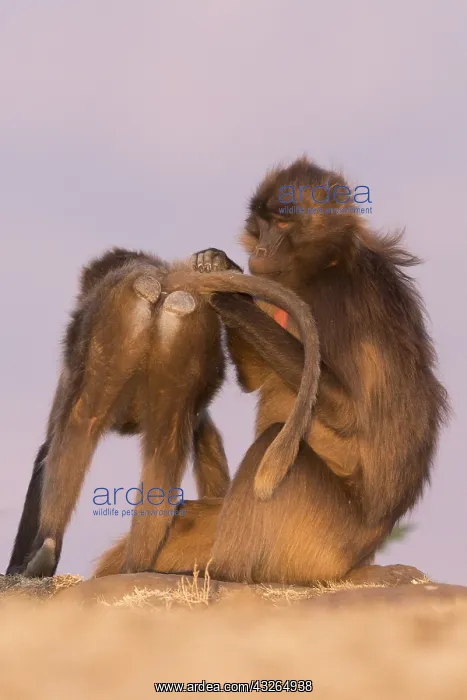 : Afrique, Ethiopie, Valle du Rift, Debre Libanos : Afrique, Ethiopie, Valle du Rift, Debre Libanos