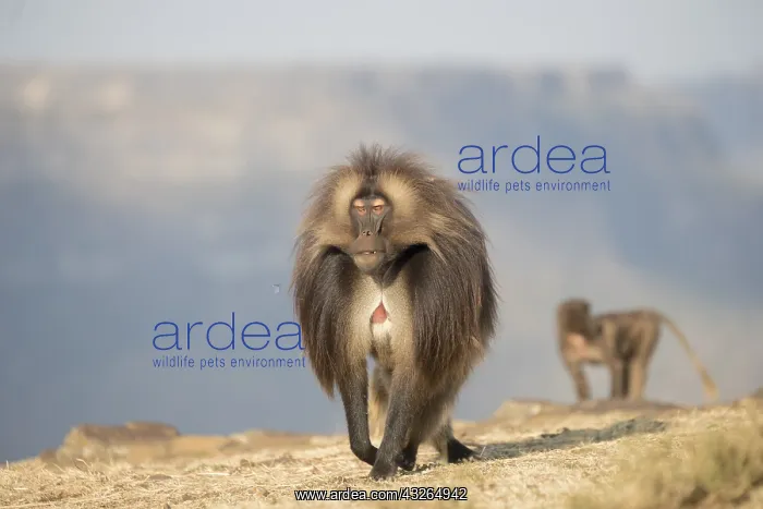 : Afrique, Ethiopie, Valle du Rift, Debre Libanos : Afrique, Ethiopie, Valle du Rift, Debre Libanos
