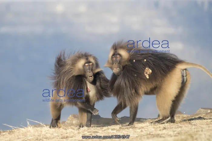 : Afrique, Ethiopie, Valle du Rift, Debre Libanos : Afrique, Ethiopie, Valle du Rift, Debre Libanos
