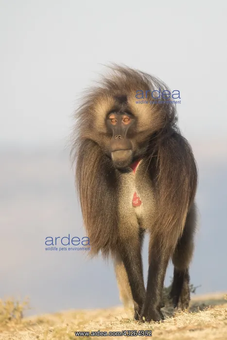 : Afrique, Ethiopie, Valle du Rift, Debre Libanos : Afrique, Ethiopie, Valle du Rift, Debre Libanos