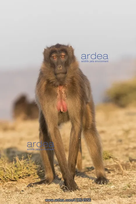 : Afrique, Ethiopie, Valle du Rift, Debre Libanos : Afrique, Ethiopie, Valle du Rift, Debre Libanos