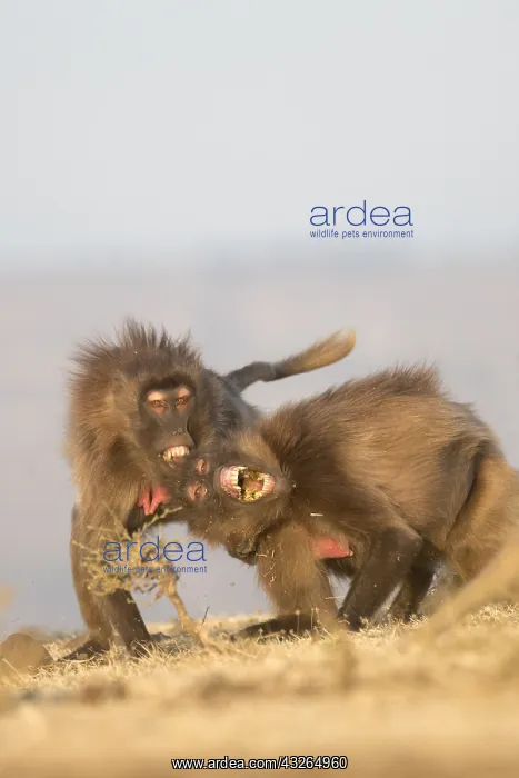 : Afrique, Ethiopie, Valle du Rift, Debre Libanos : Afrique, Ethiopie, Valle du Rift, Debre Libanos