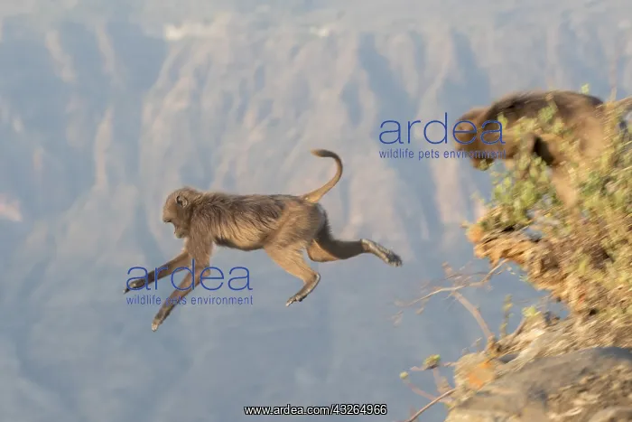 : Afrique, Ethiopie, Valle du Rift, Debre Libanos : Afrique, Ethiopie, Valle du Rift, Debre Libanos