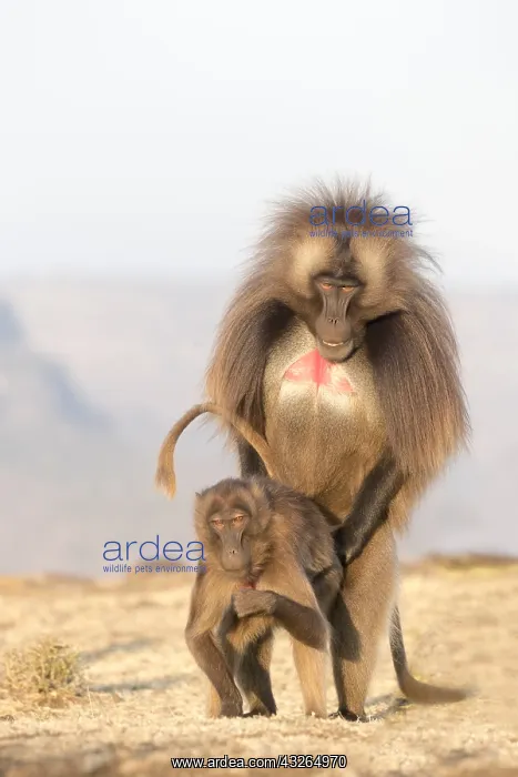 : Afrique, Ethiopie, Valle du Rift, Debre Libanos : Afrique, Ethiopie, Valle du Rift, Debre Libanos
