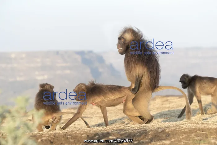 : Afrique, Ethiopie, Valle du Rift, Debre Libanos : Afrique, Ethiopie, Valle du Rift, Debre Libanos