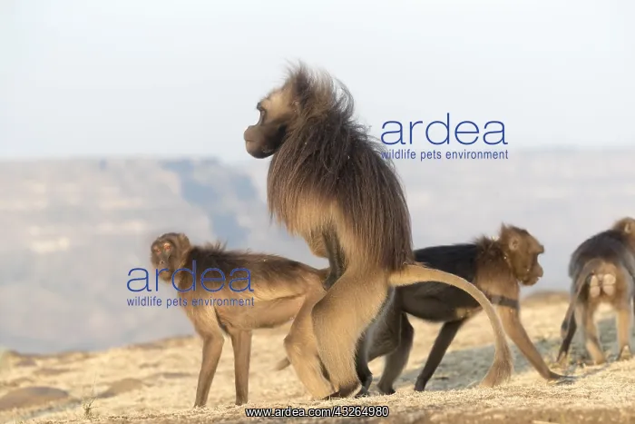 : Afrique, Ethiopie, Valle du Rift, Debre Libanos : Afrique, Ethiopie, Valle du Rift, Debre Libanos