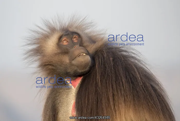 : Afrique, Ethiopie, Valle du Rift, Debre Libanos : Afrique, Ethiopie, Valle du Rift, Debre Libanos