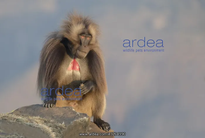 : Afrique, Ethiopie, Valle du Rift, Debre Libanos : Afrique, Ethiopie, Valle du Rift, Debre Libanos