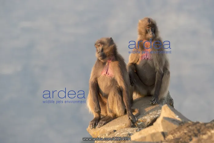 : Afrique, Ethiopie, Valle du Rift, Debre Libanos : Afrique, Ethiopie, Valle du Rift, Debre Libanos