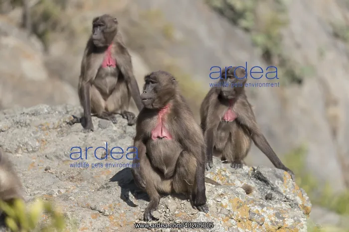 : Afrique, Ethiopie, Valle du Rift, Debre Libanos : Afrique, Ethiopie, Valle du Rift, Debre Libanos