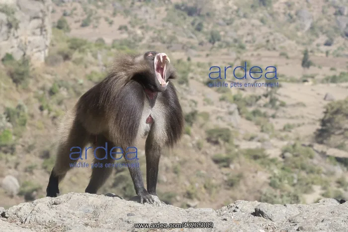: Afrique, Ethiopie, Valle du Rift, Debre Libanos : Afrique, Ethiopie, Valle du Rift, Debre Libanos