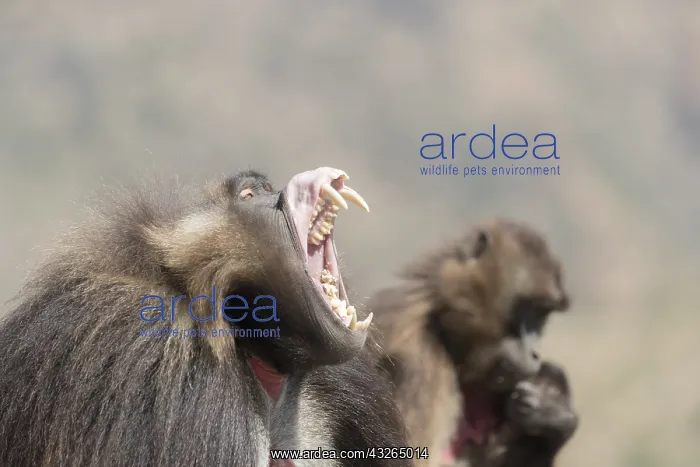 : Afrique, Ethiopie, Valle du Rift, Debre Libanos : Afrique, Ethiopie, Valle du Rift, Debre Libanos