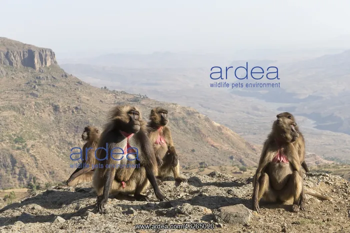 : Afrique, Ethiopie, Valle du Rift, Debre Libanos : Afrique, Ethiopie, Valle du Rift, Debre Libanos