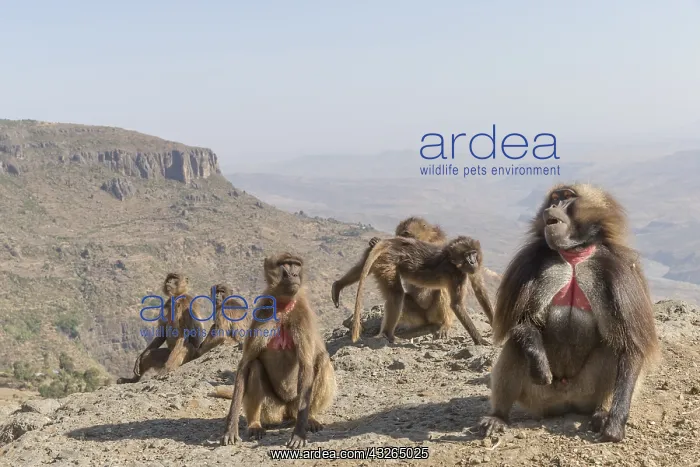 : Afrique, Ethiopie, Valle du Rift, Debre Libanos : Afrique, Ethiopie, Valle du Rift, Debre Libanos