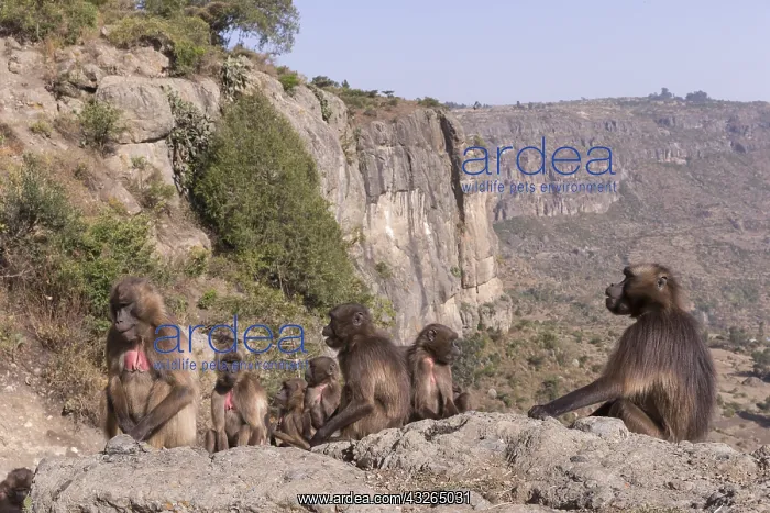 : Afrique, Ethiopie, Valle du Rift, Debre Libanos : Afrique, Ethiopie, Valle du Rift, Debre Libanos