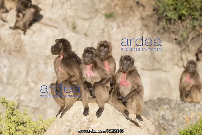 : Afrique, Ethiopie, Valle du Rift, Debre Libanos : Afrique, Ethiopie, Valle du Rift, Debre Libanos