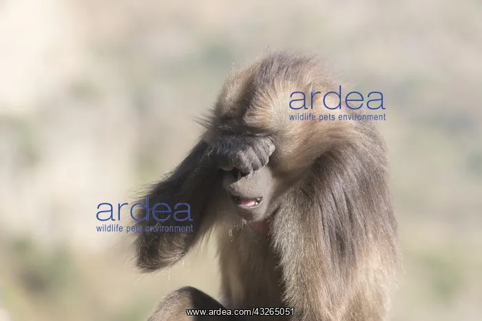  : Afrique, Ethiopie, Valle du Rift, Debre Libanos