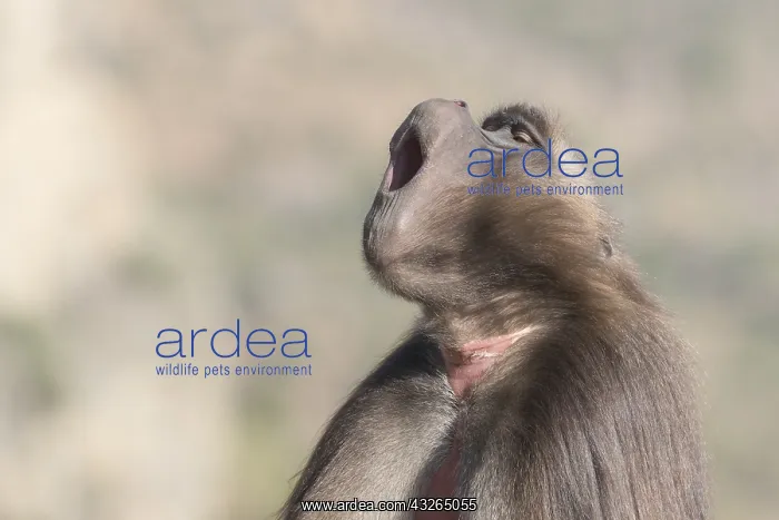 : Afrique, Ethiopie, Valle du Rift, Debre Libanos : Afrique, Ethiopie, Valle du Rift, Debre Libanos