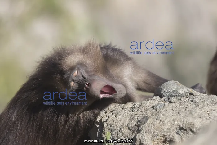  : Afrique, Ethiopie, Valle du Rift, Debre Libanos