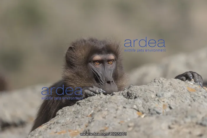 : Afrique, Ethiopie, Valle du Rift, Debre Libanos : Afrique, Ethiopie, Valle du Rift, Debre Libanos